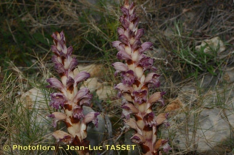 Orobanche a squame larghe 8