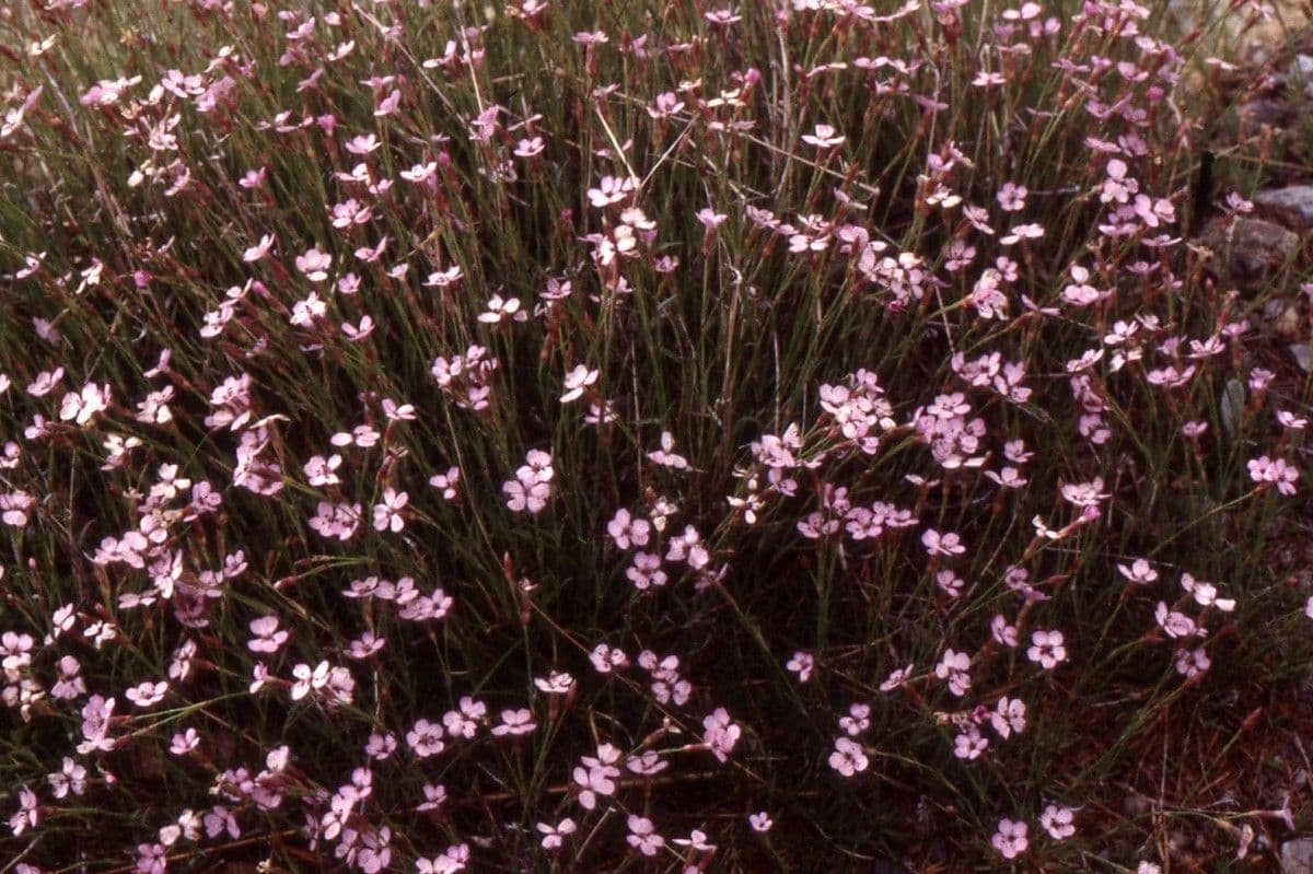 Silene campanula 9