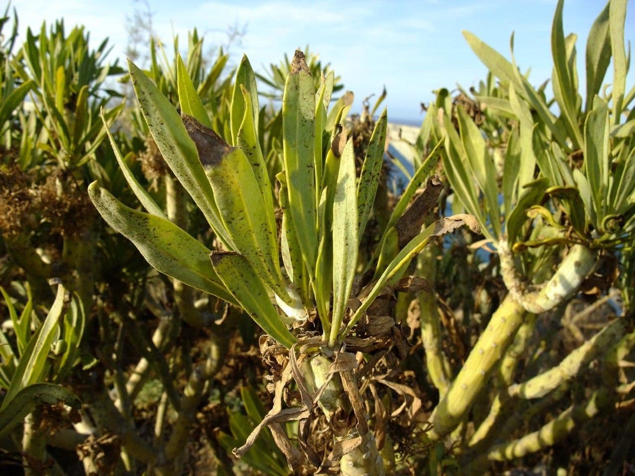 Kleinia 29