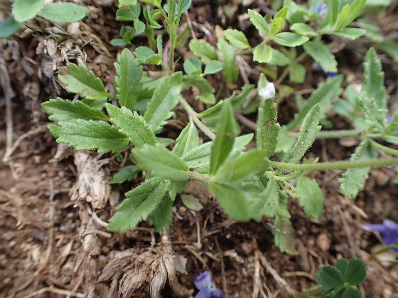 Veronica orsiniana 15