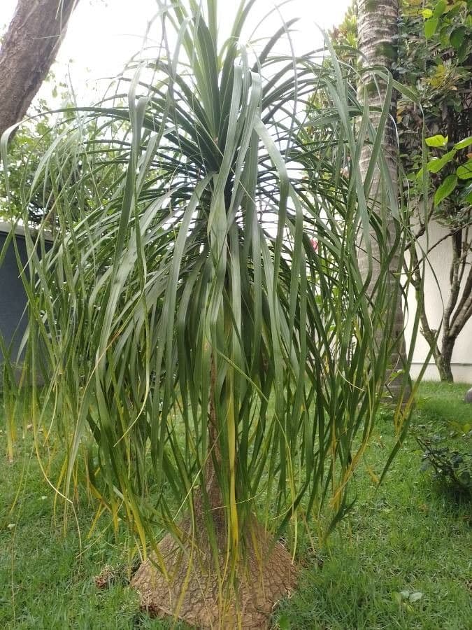 Beaucarnea 13