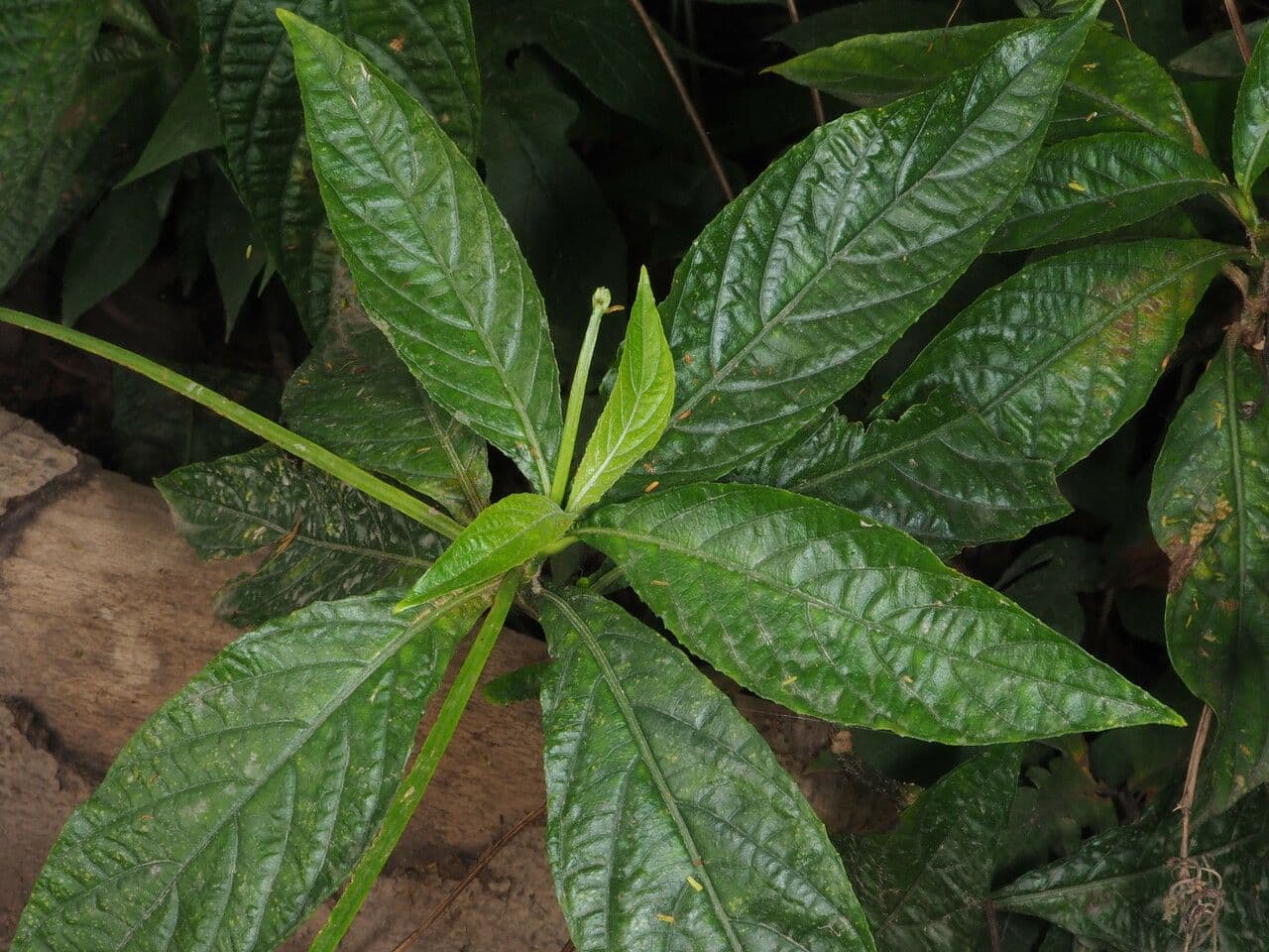Ruellia elegante 7