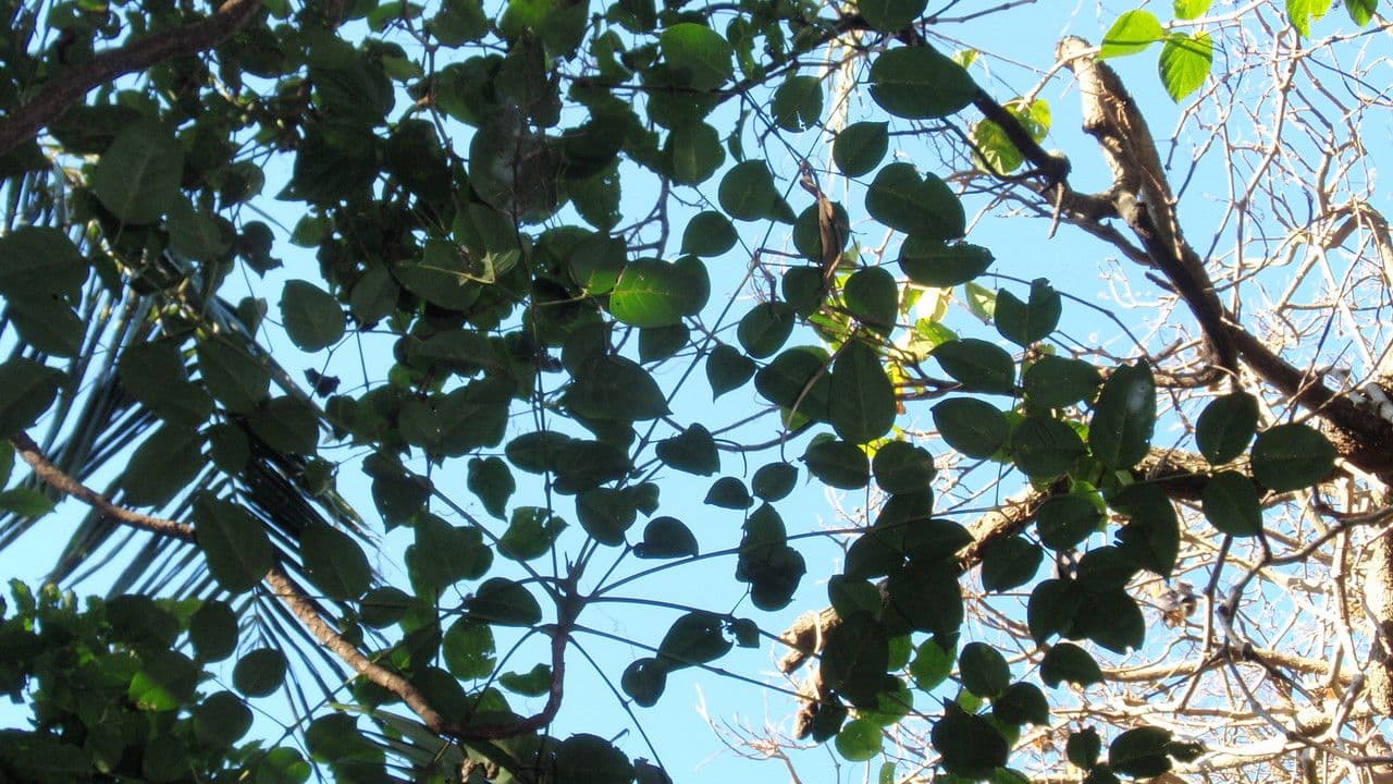 Polyscias elegante