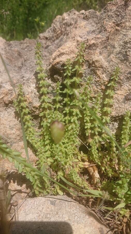 Valantia hispida 17