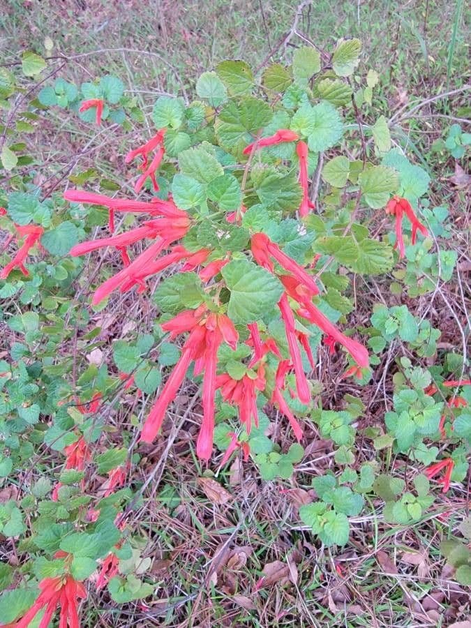 Salvia 5