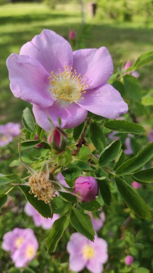 Rose 2