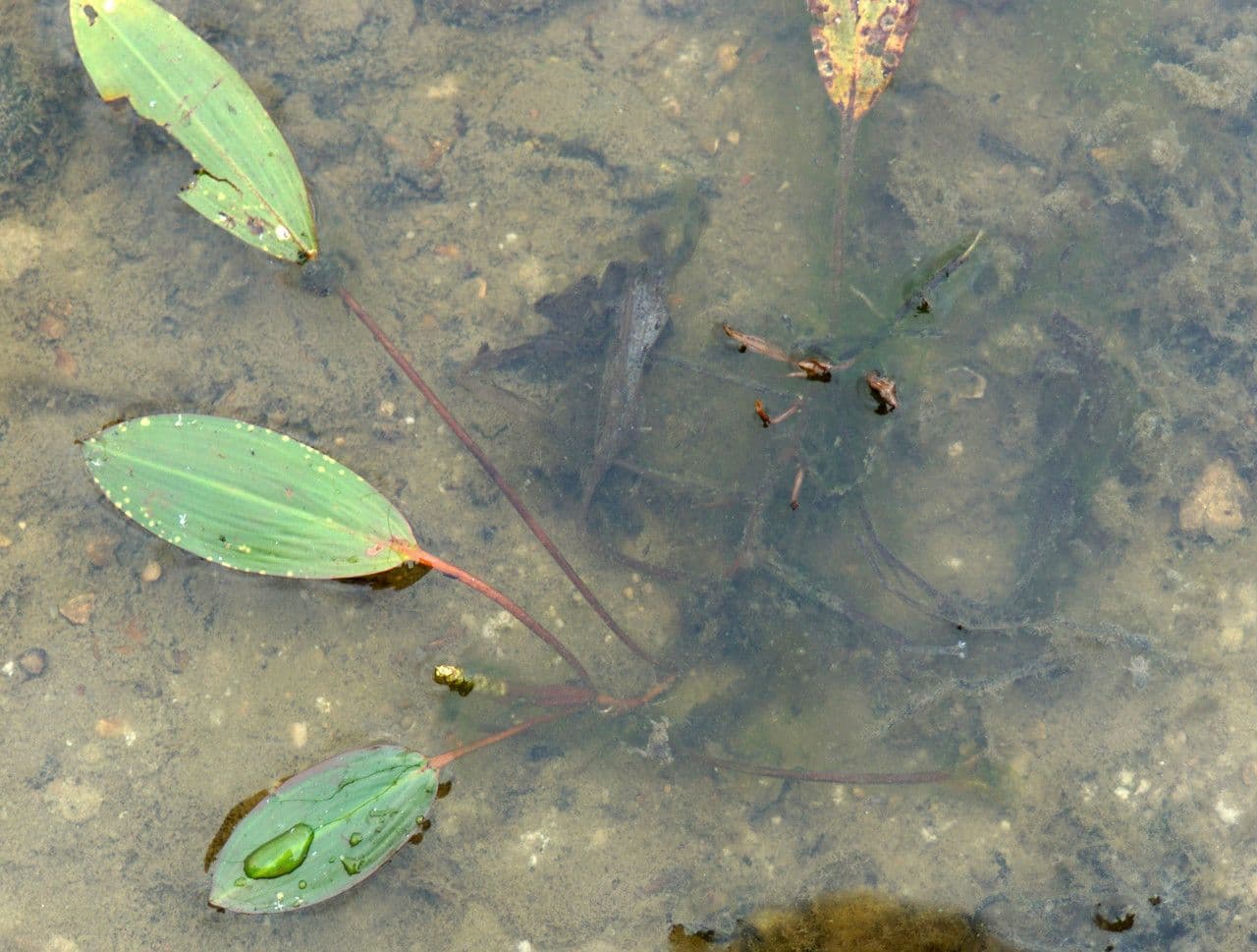 Potamogeto natante 12
