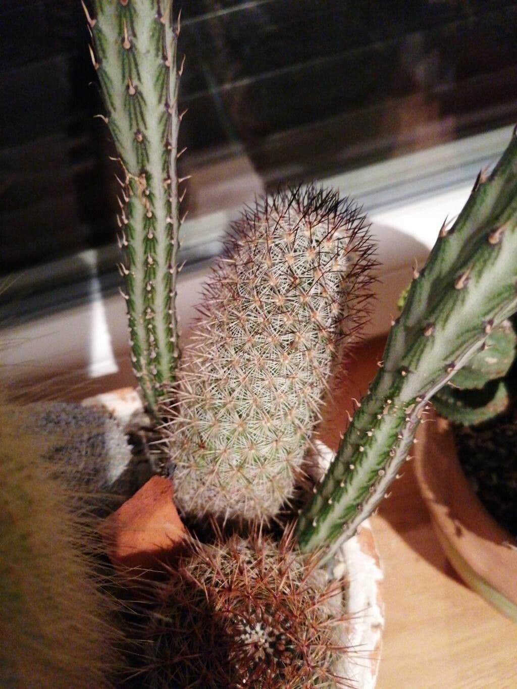 Cactus Mammillaria à queue de rat 9