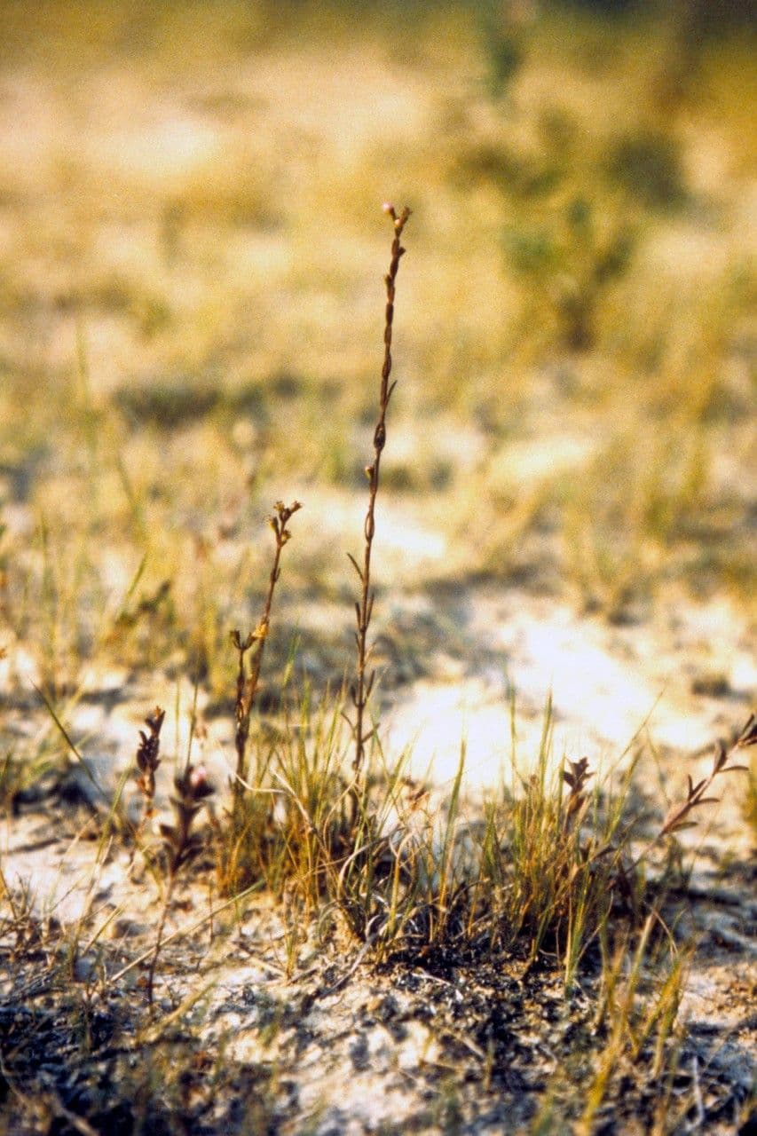 Falsche Fuchsienlilie 5