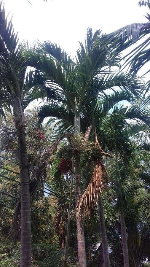 Areca 16
