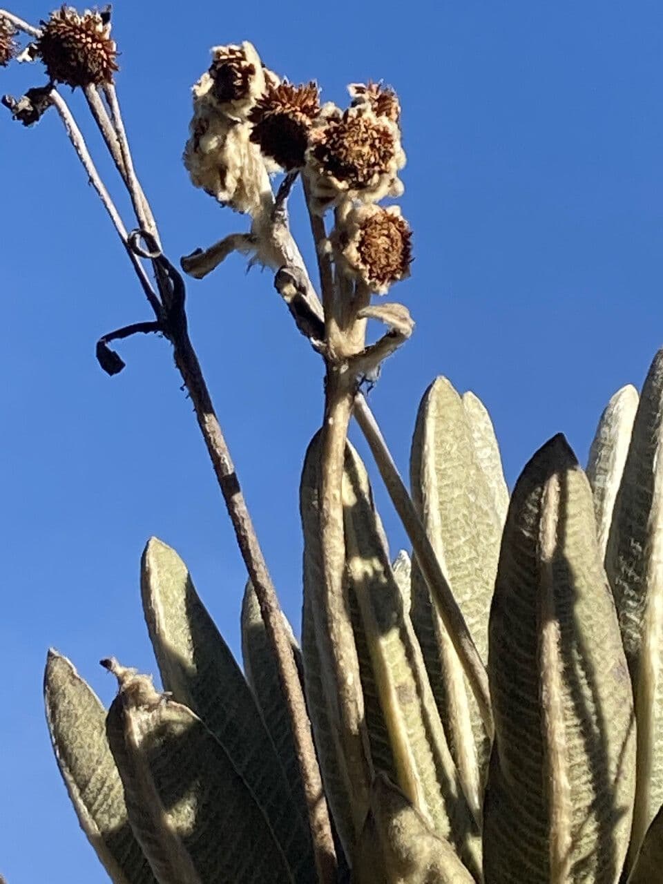 Espeletia
