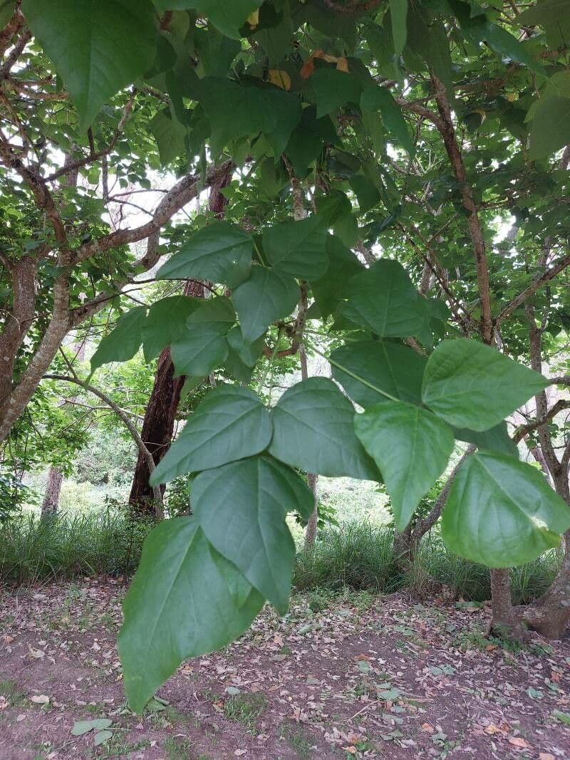 Albero corallo 11