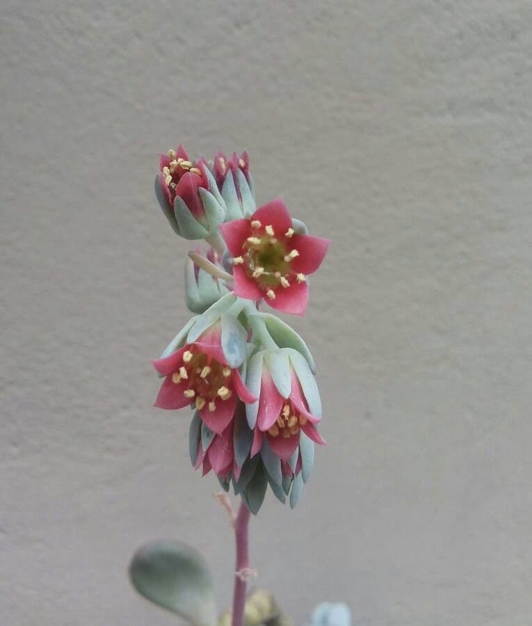 Pachyphytum 8