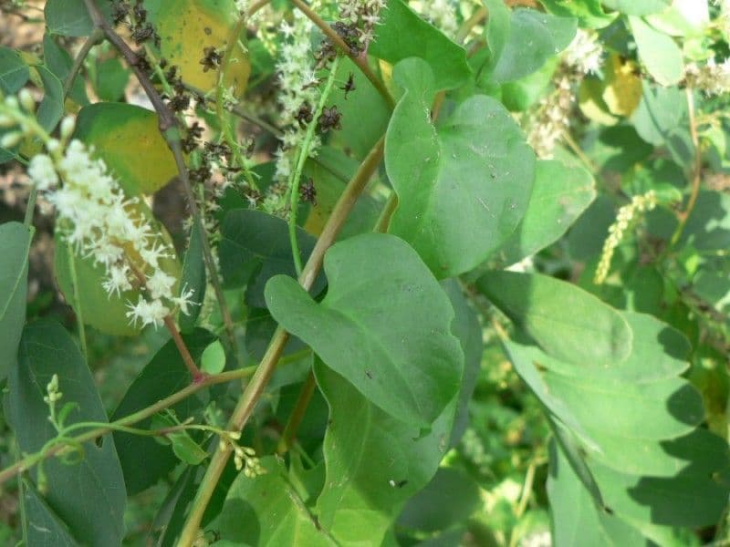 Anredera 29