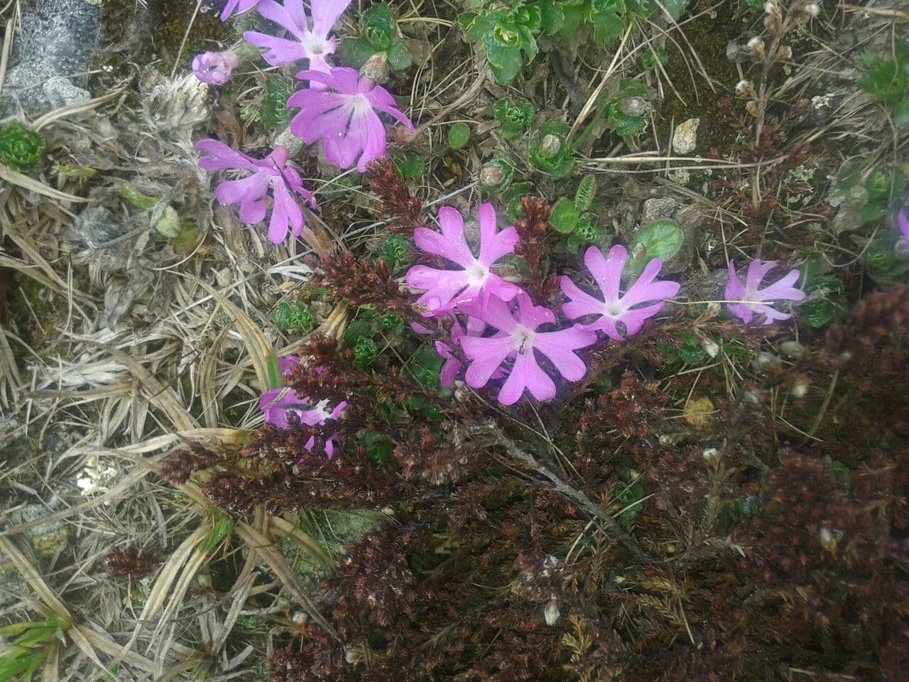 Primula 5