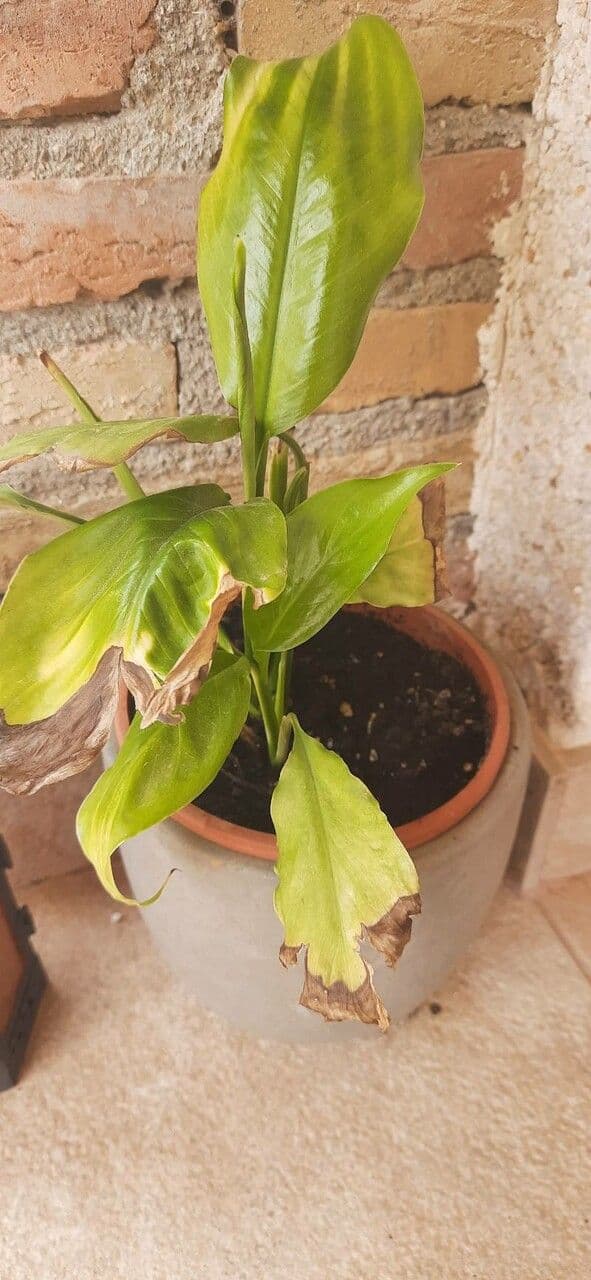 Aglaonema 11
