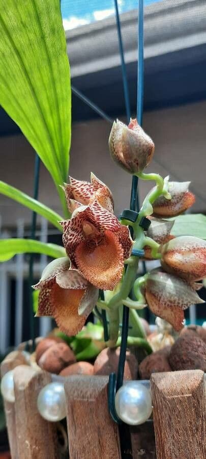 Catasetum