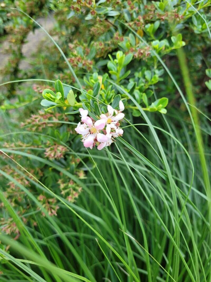 Escallonia 3