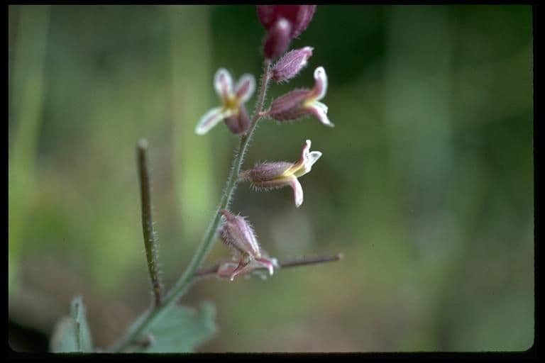 Streptanthus 3