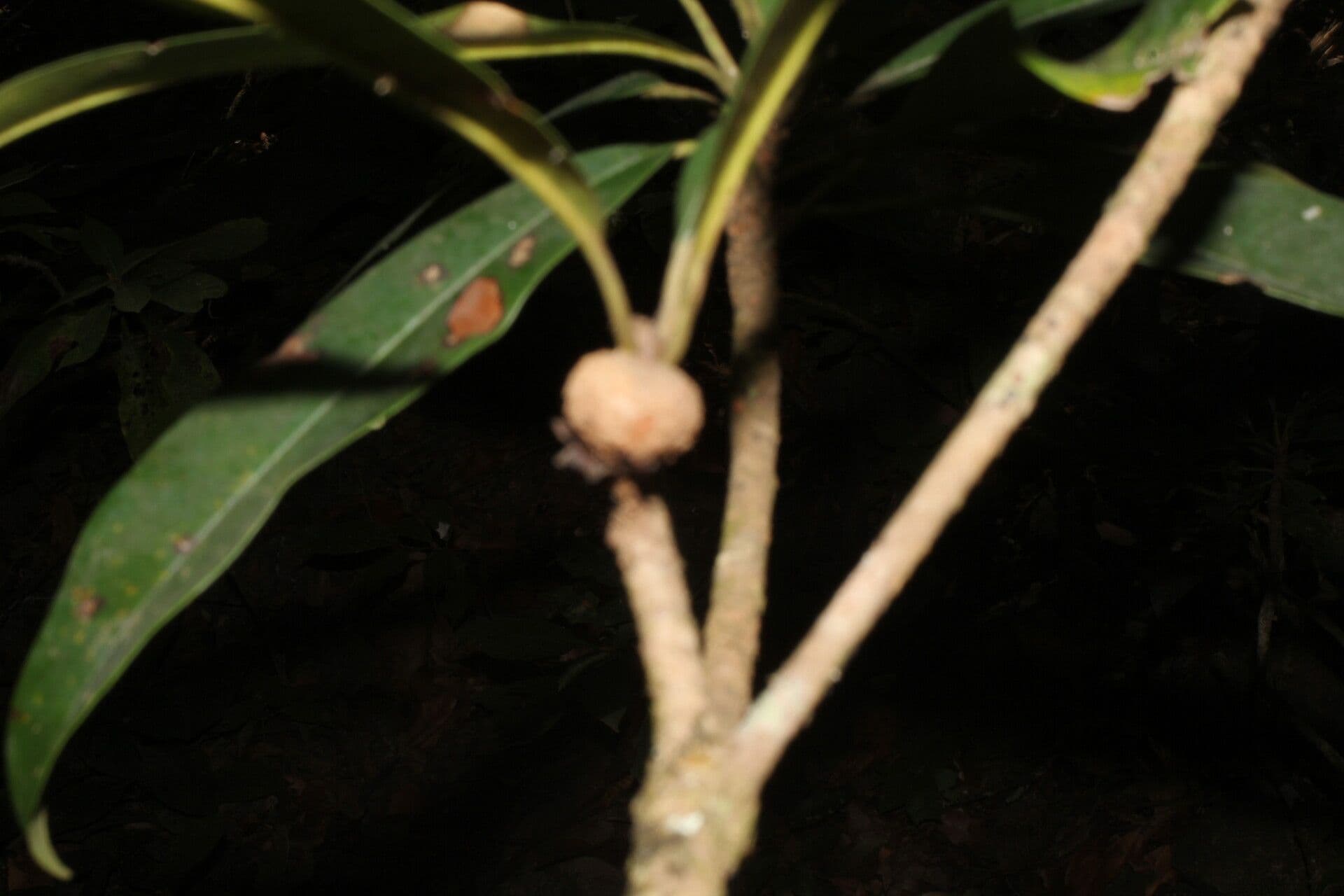 Chicle-Baum 3
