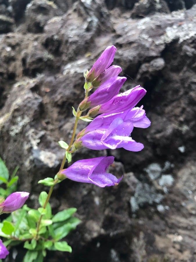 Penstemon Davidsona 5