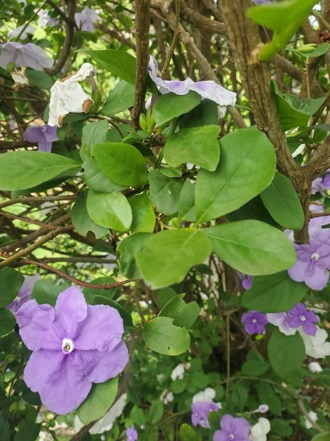 Großblütige Brunfelsie 6