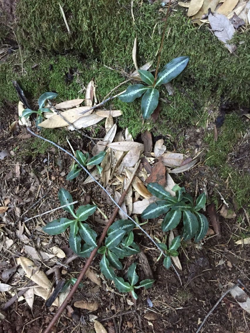 Goodyera oblongifolia 11