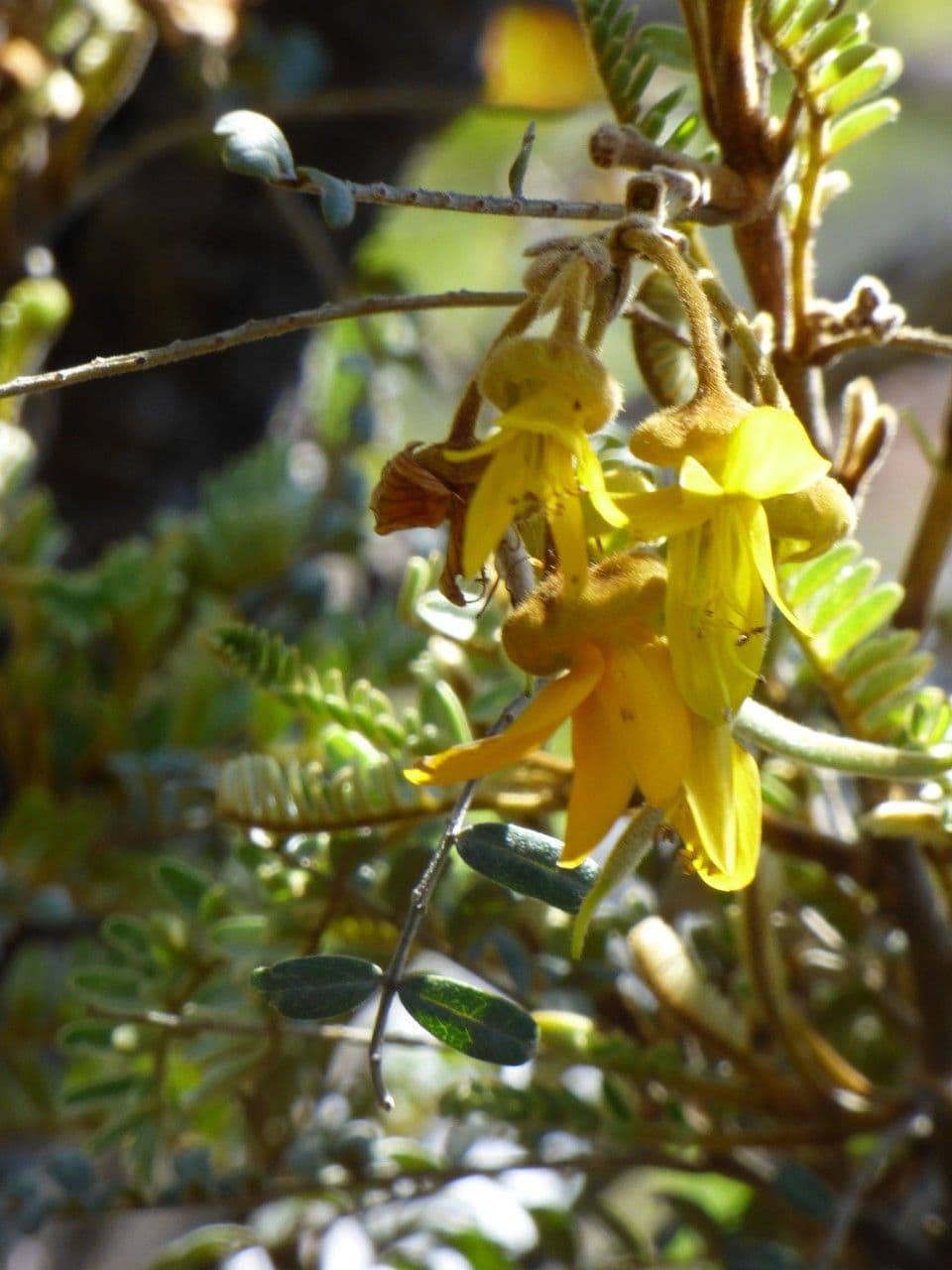 Sophora denudata 10