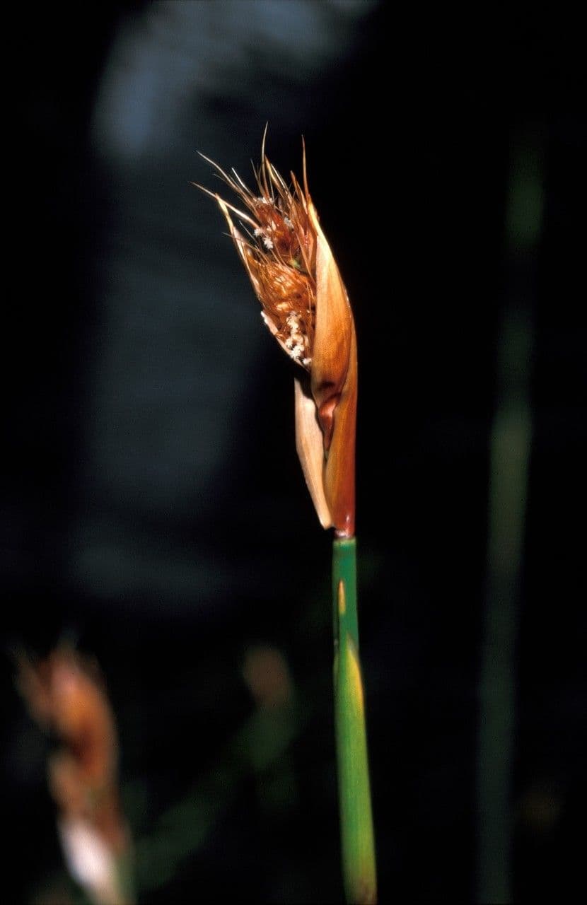 Elegia cuspidata