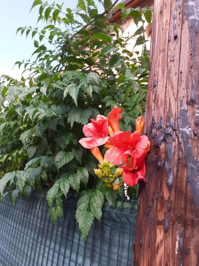 Bignonia cinese 11