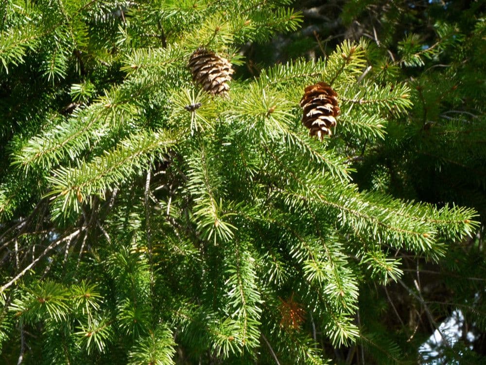 Douglaska tisolistá 26