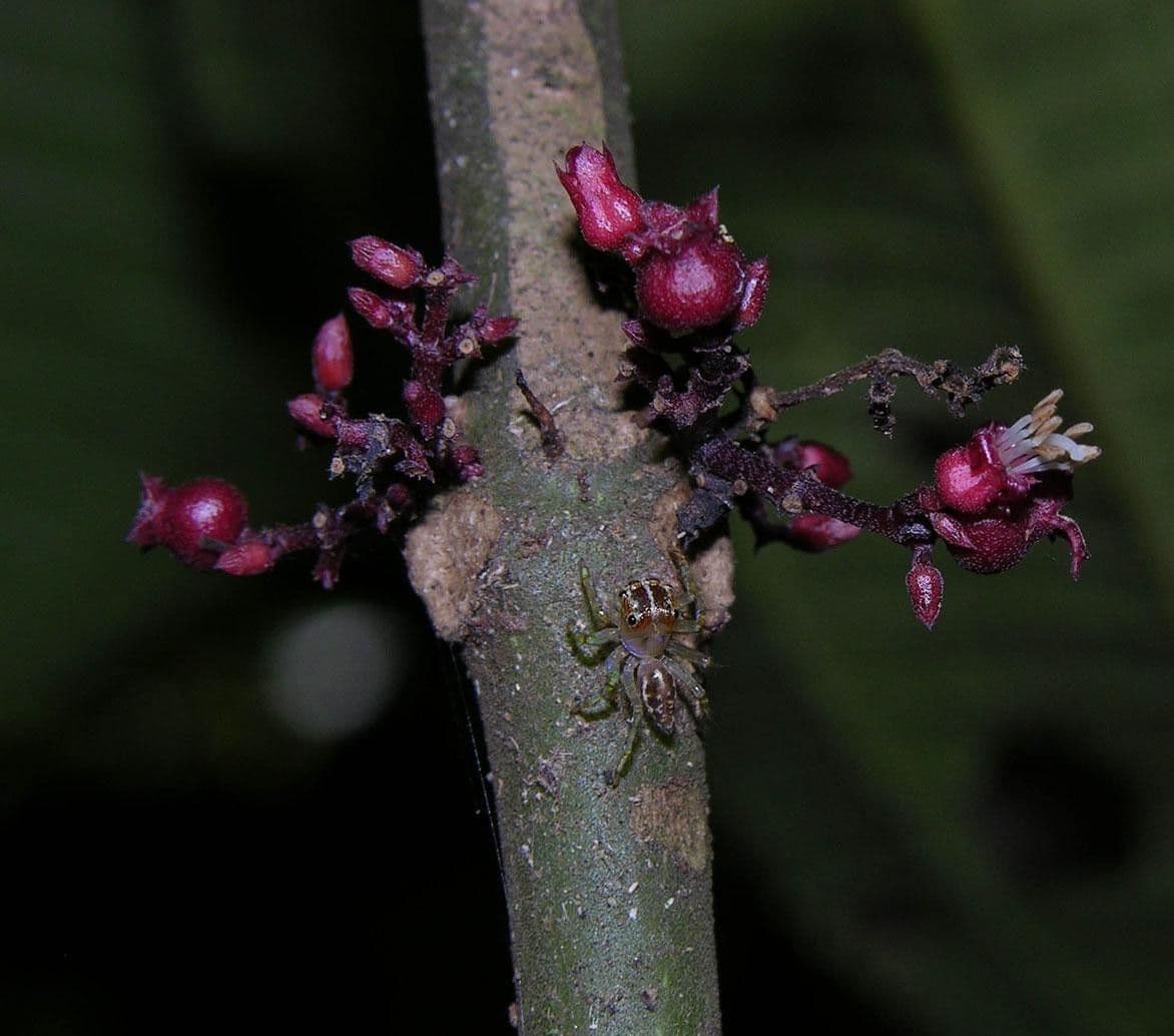 Miconia 9