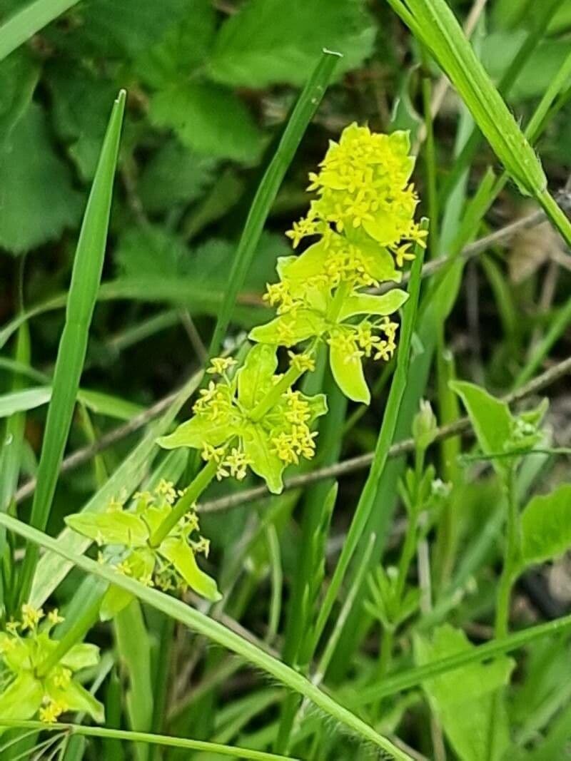 Crocettona glabra