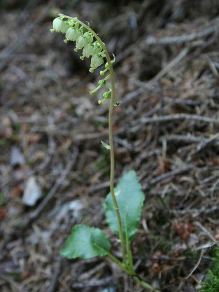 Serrated-wintergreen 11