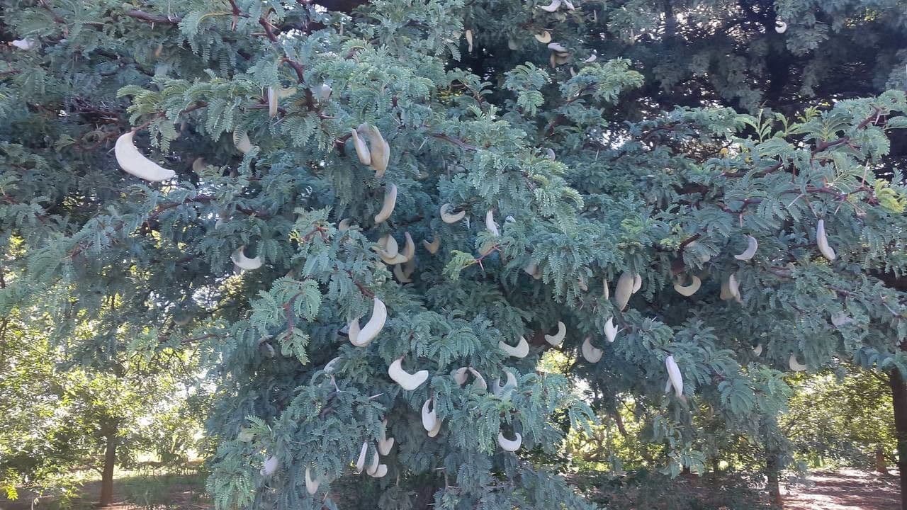 Acacia erioloba 11