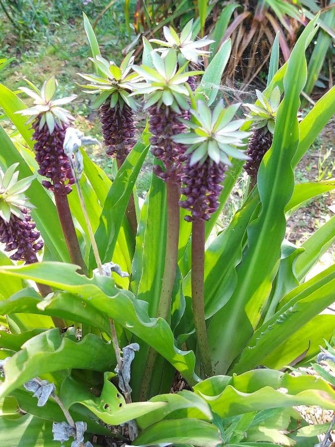 Eucomis 7