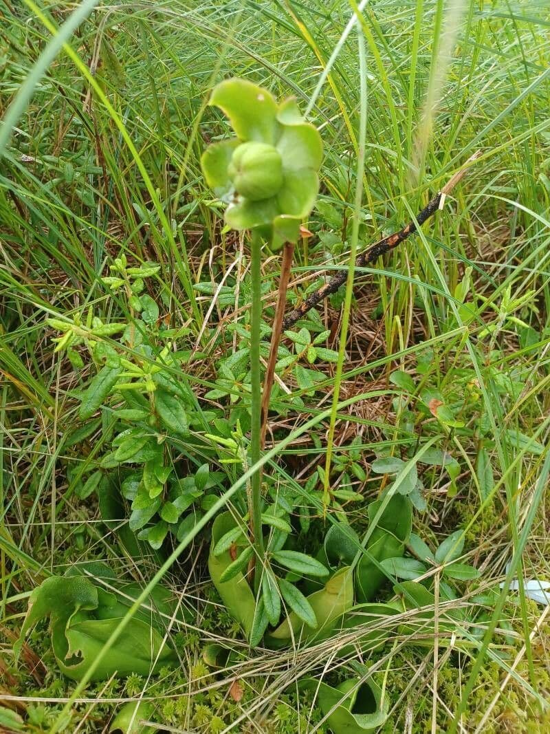 Rote Schlauchpflanze 5