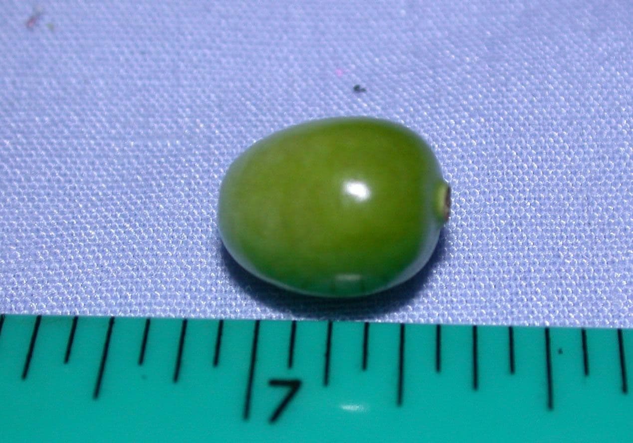Physalis pubescent 26