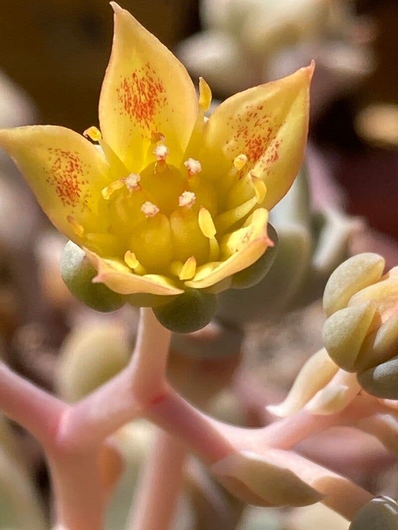 Borracina ottusa 5