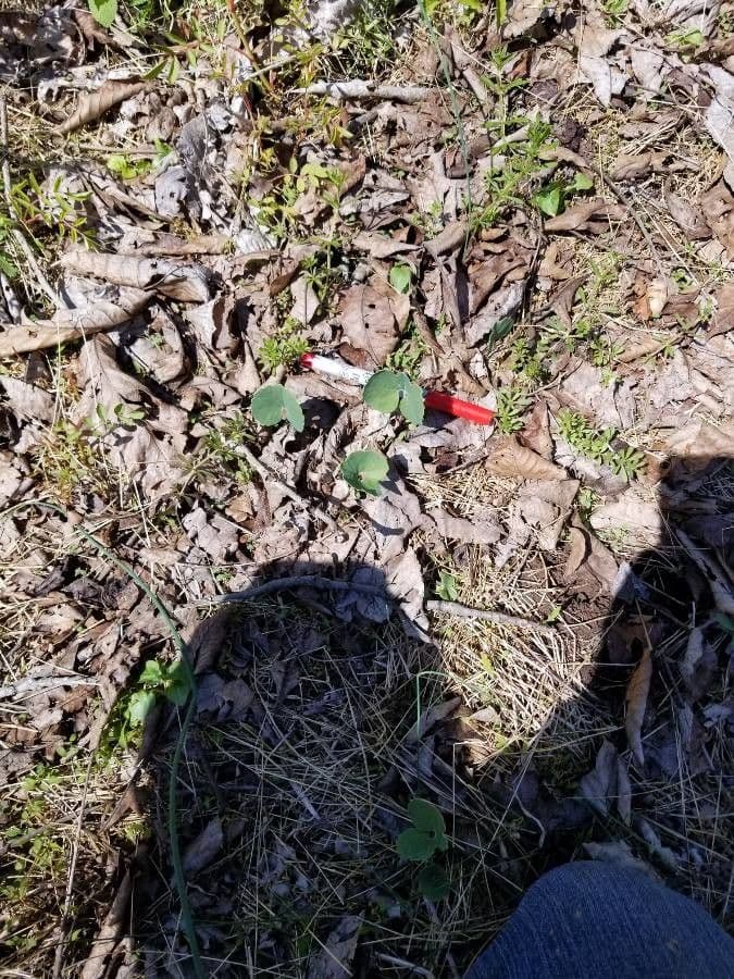 Sanguinaria 14