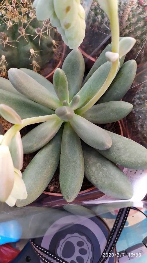 Graptopetalum