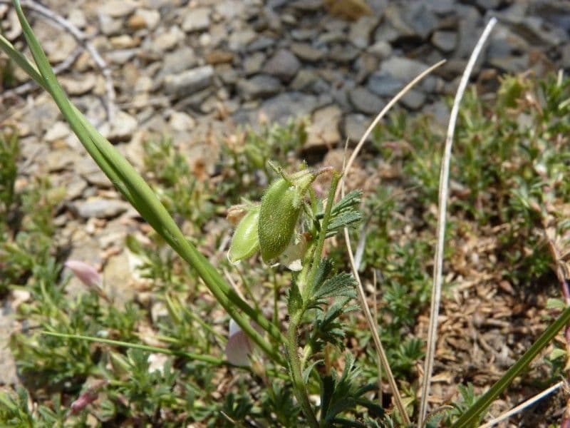 Ononis cristata 3