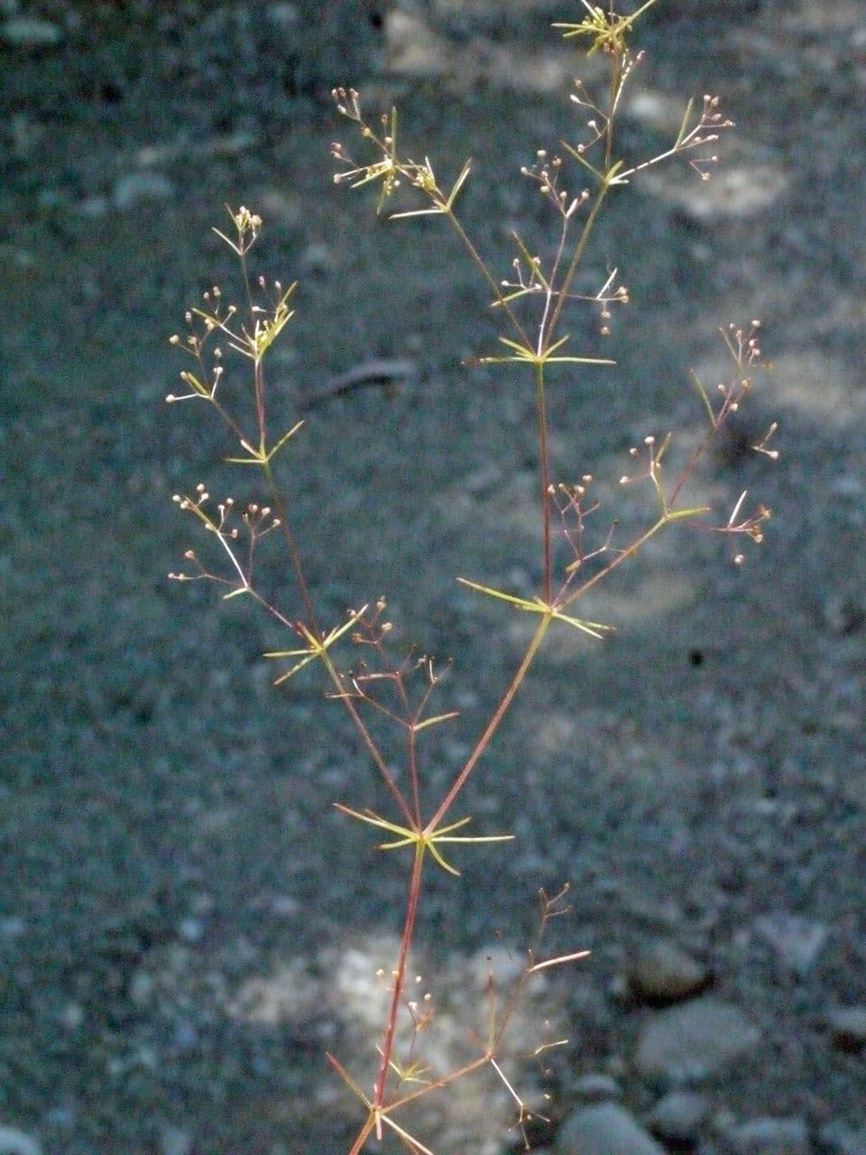 Rubiacea 16