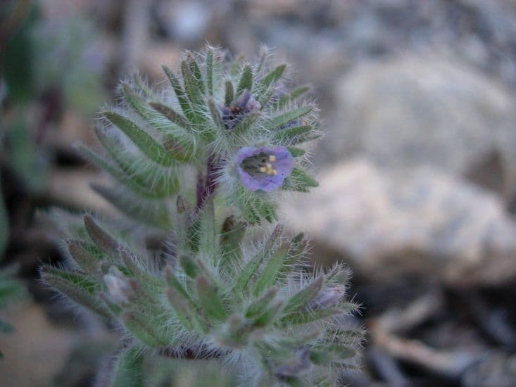 Phacelia