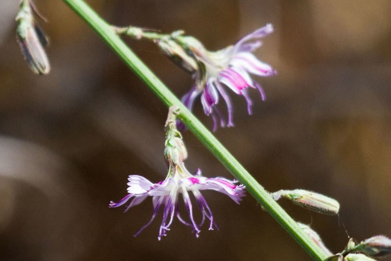 Stephanomeria diegensis 5
