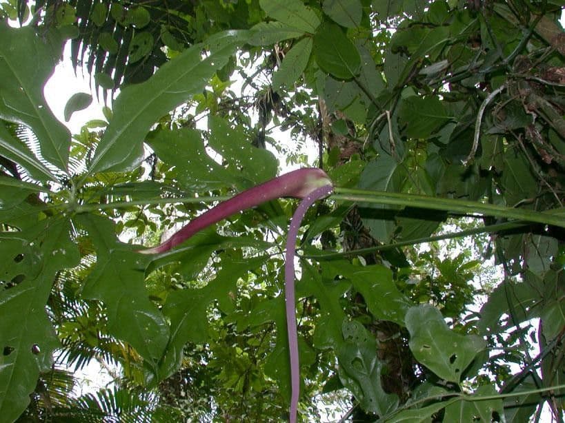 Anthurium 17