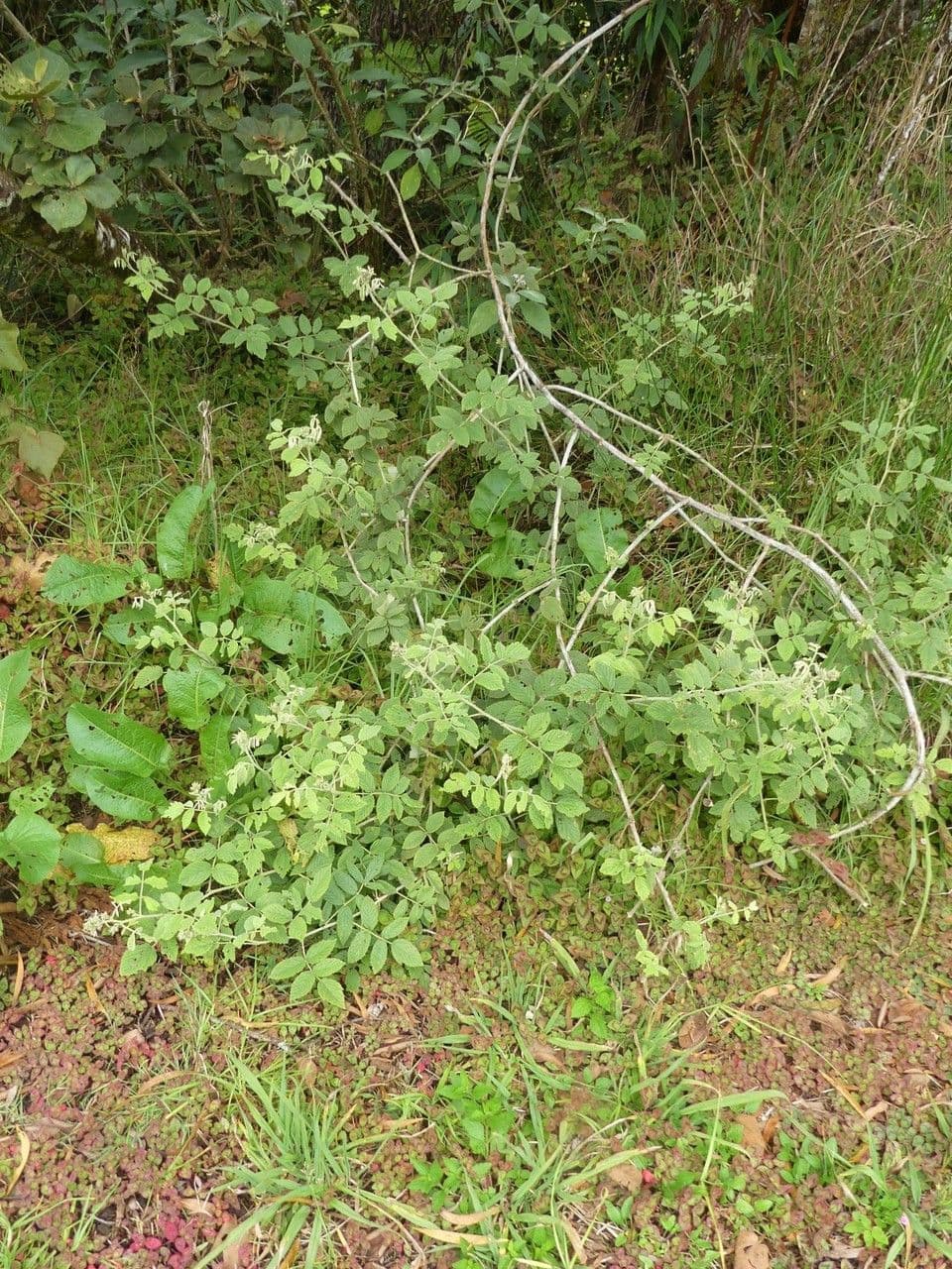 Rubus apetalus 8