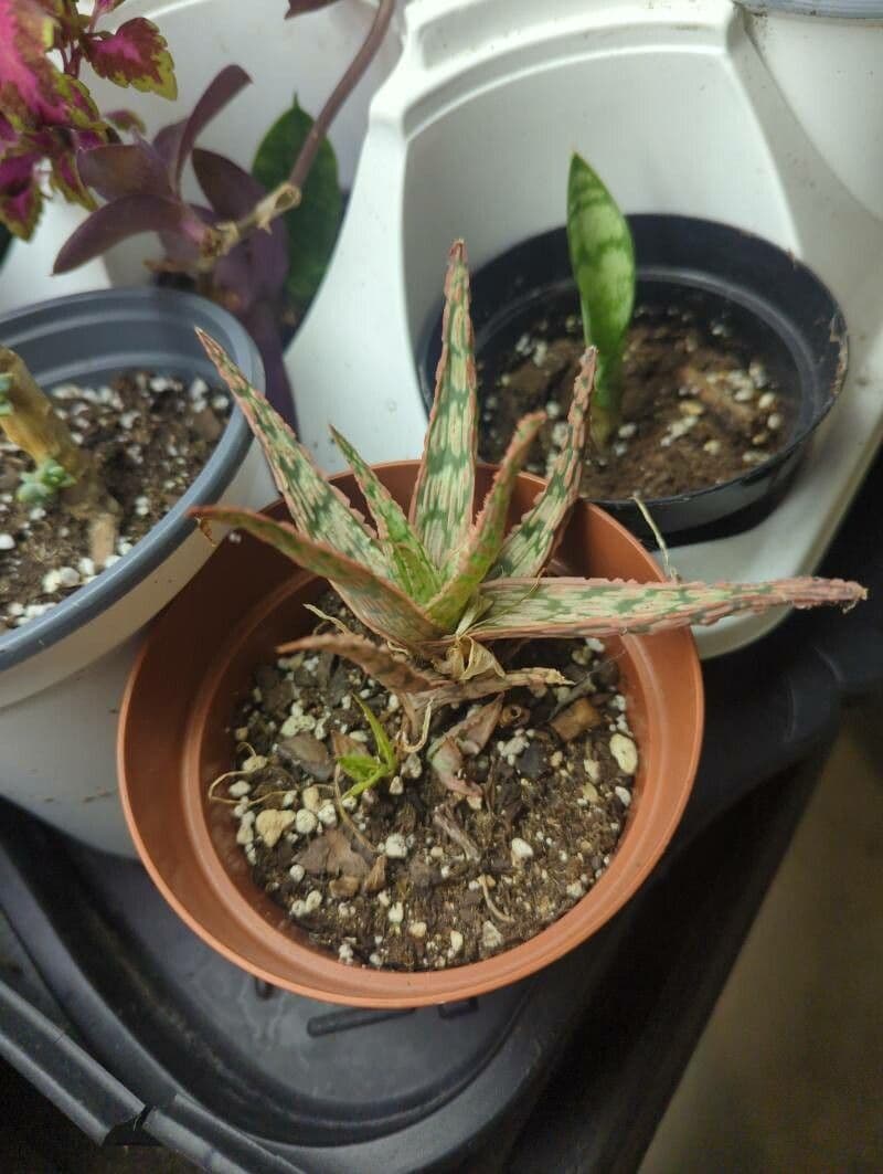 Aloe rauhii 4