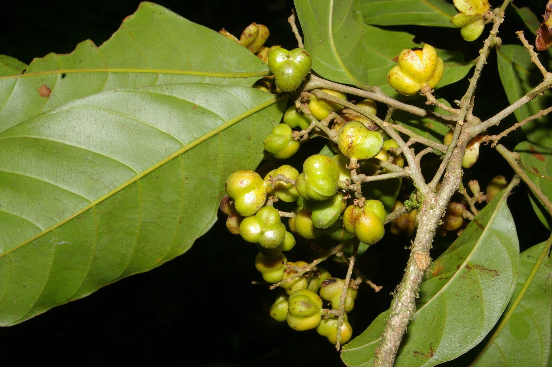Cupania 5