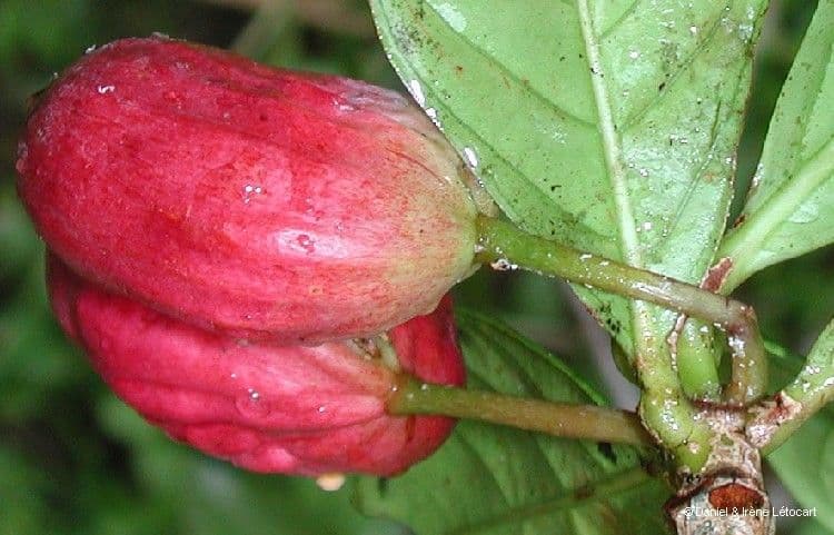 Guettarda